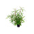 Hygro Araguaia (Hygrophila Araguaia)