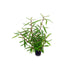 Hygro Araguaia (Hygrophila Araguaia)