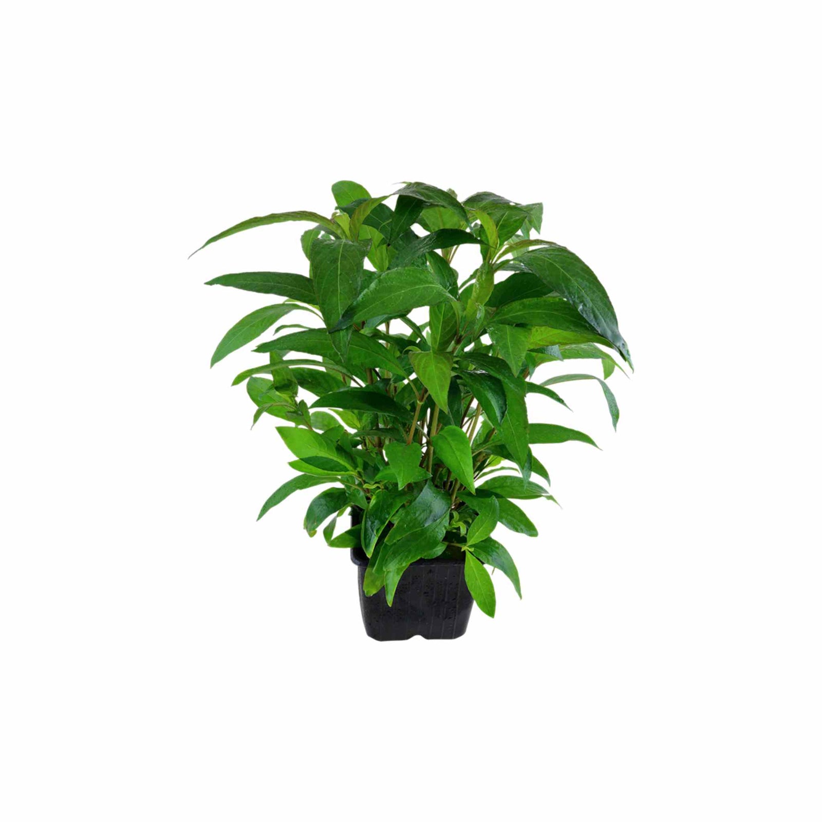 Hygrophila Corymbosa Var. N