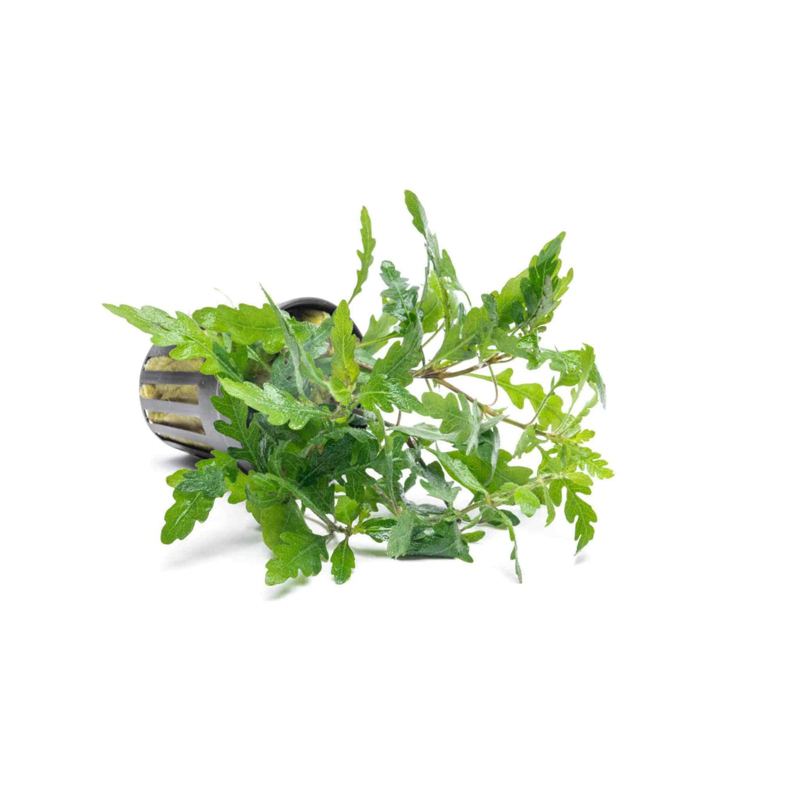 Hygrophila Pinnatifida