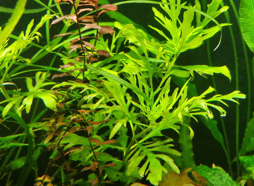 Indian Fern Water Sprite, Canton sale.
