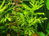 Indian Fern Water Sprite, Canton sale.
