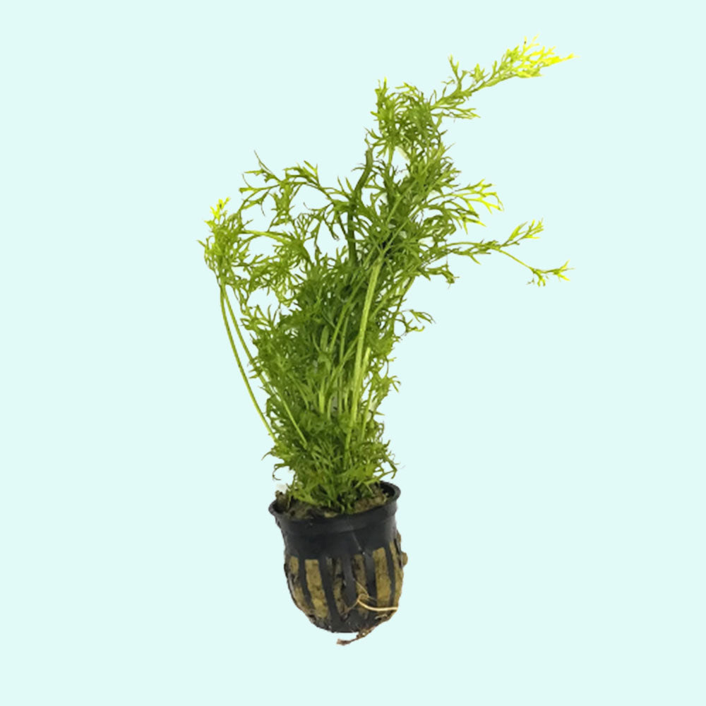 Indian Fern Water Sprite, Texas decor.