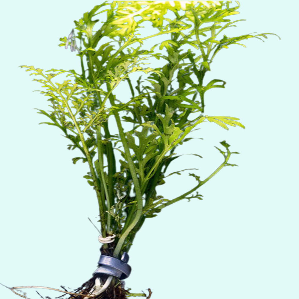 Indian Fern Water Sprite, Texas shop.