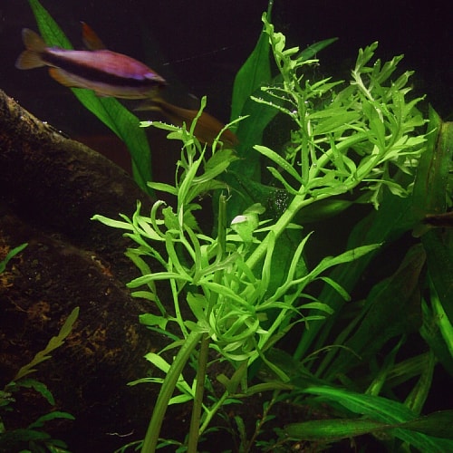 Indian Fern Water Sprite, USA plants.