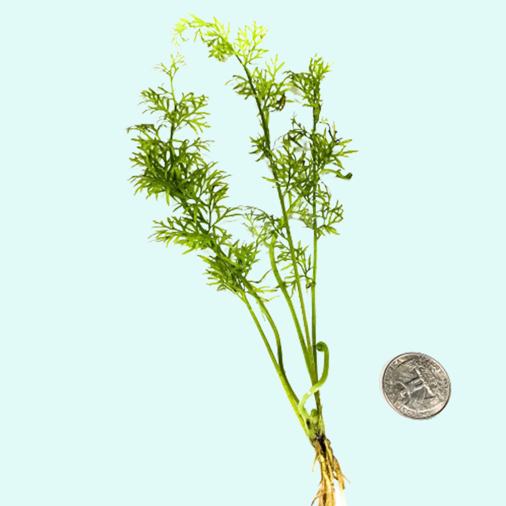Indian Fern Water Sprite, live plants, Canton, TX.