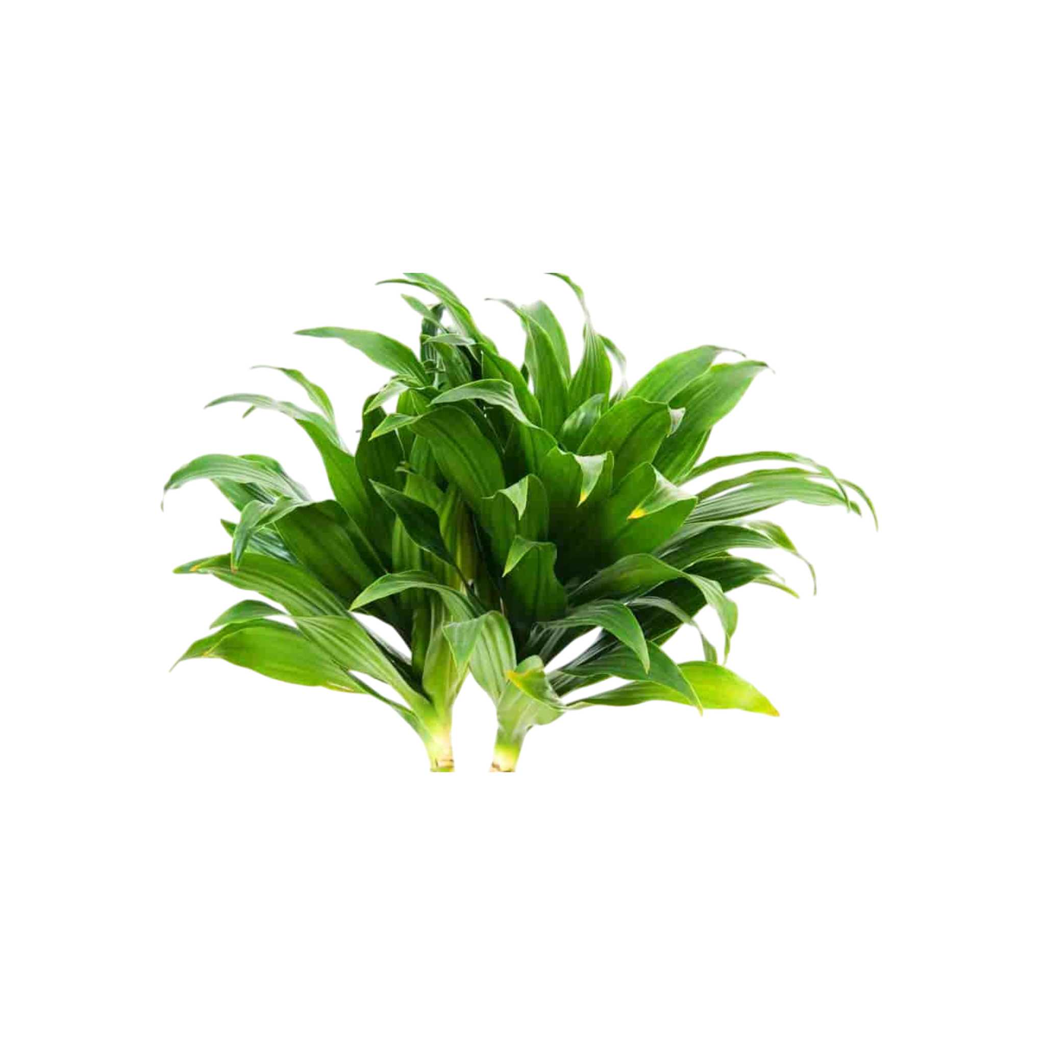 Janet Craig “Pineapple Plant” (Dracaena compacta)