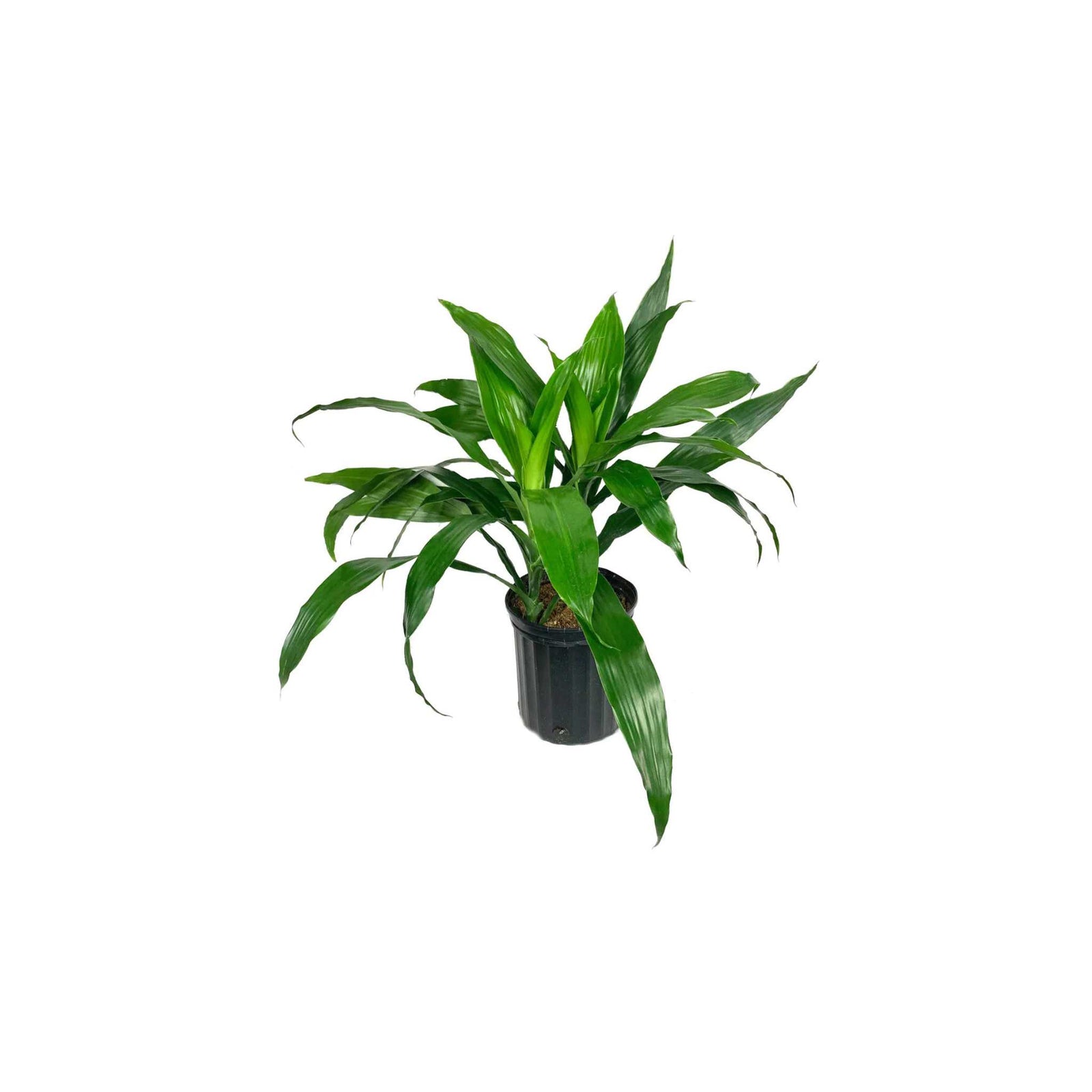 Janet Craig “Pineapple Plant” (Dracaena compacta)