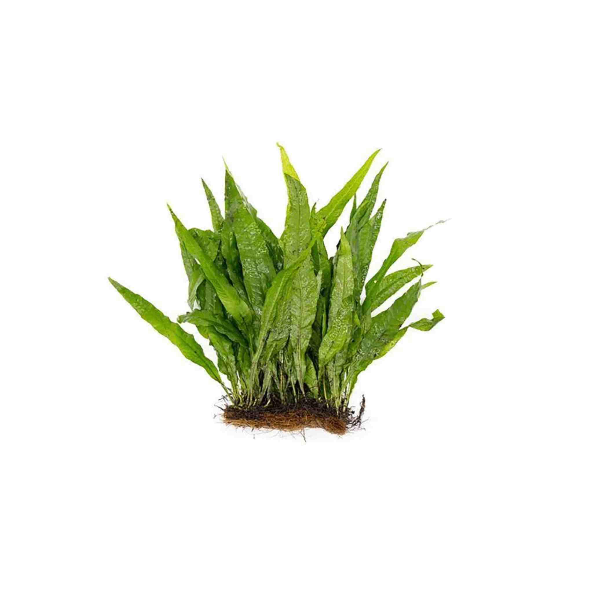 Java Fern Mat (Microsorum Pteropus) on Mat