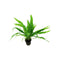 Java Fern Microsorum