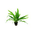 Java Fern Microsorum
