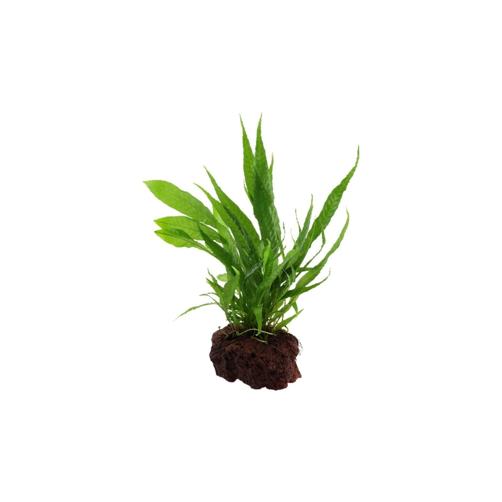 Java Fern Microsorum