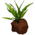 Java Fern Microsorum, live tank plants, Texas shop.