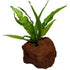 Java Fern Microsorum, live tank plants, Texas shop.