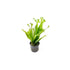 Java Fern Microsorum "Thors Hammer"