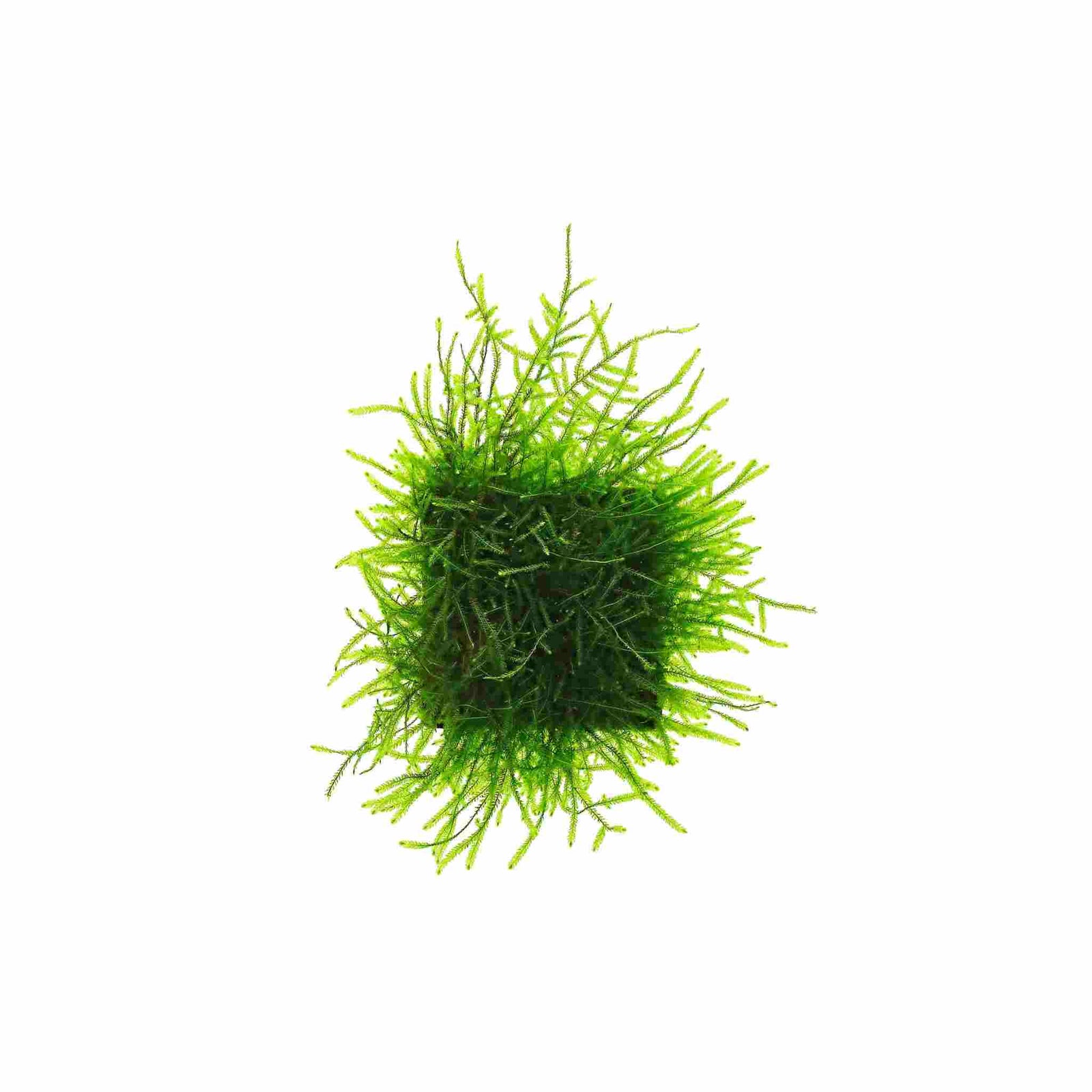 Java Moss Taxiphyllum Barbieri, USA grown, green aquatic moss