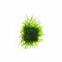 Java Moss Taxiphyllum Barbieri, USA grown, green aquatic moss
