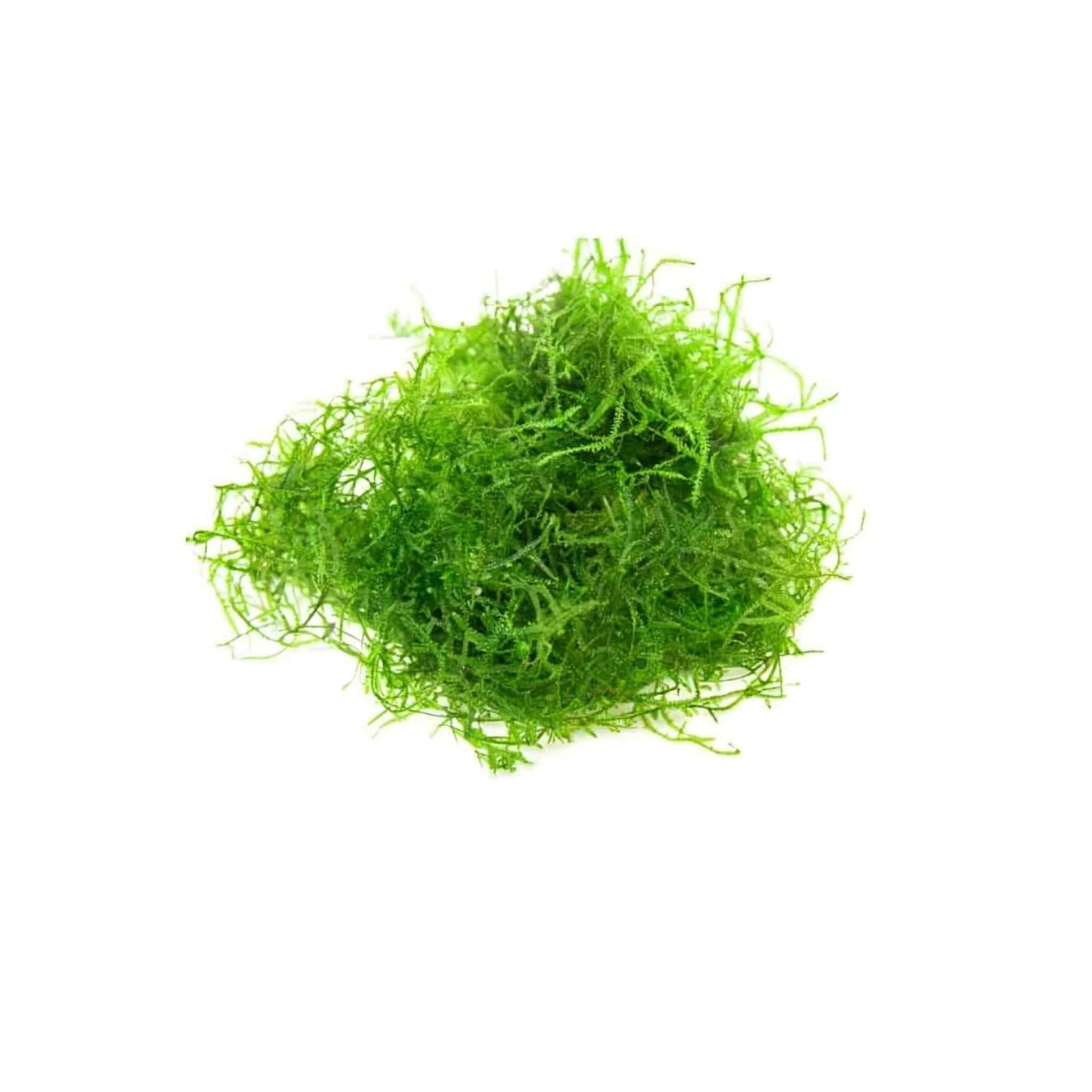 Java Moss 