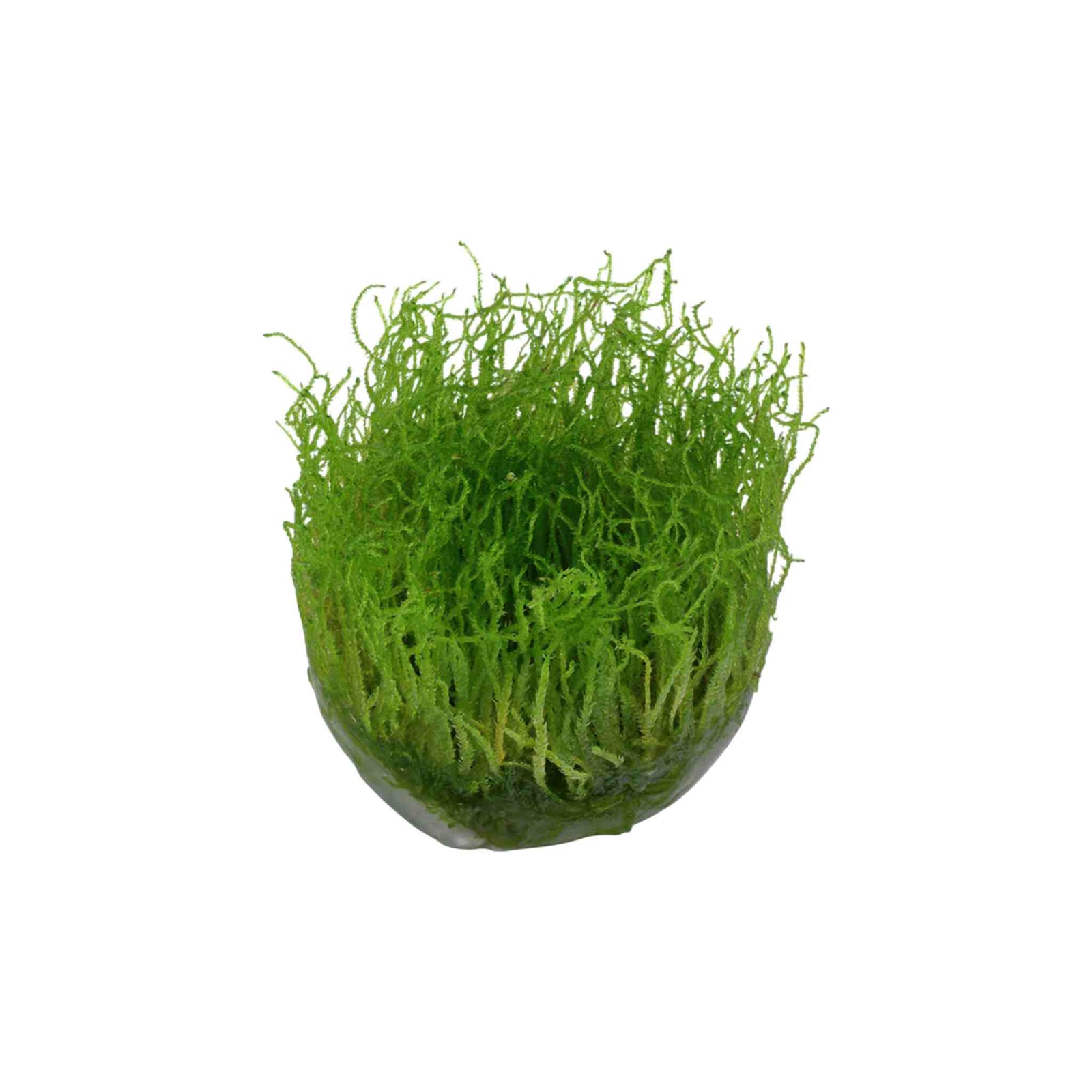 Java Moss 