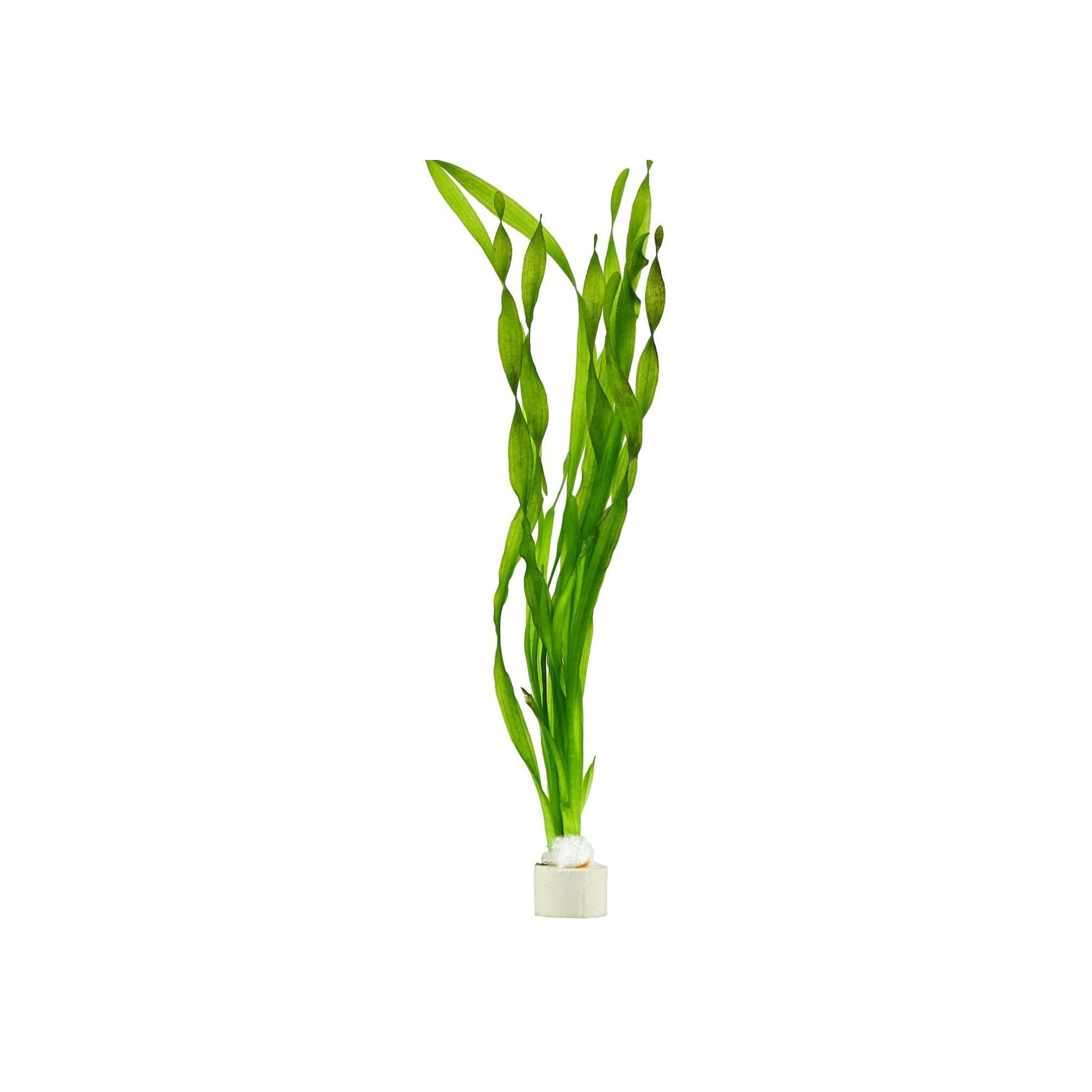 Jungle Vallisneria Asiatica Contortion Bunch