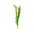 Jungle Vallisneria Asiatica Contortion Bunch