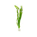 Jungle Vallisneria Asiatica Contortion 3 Plants