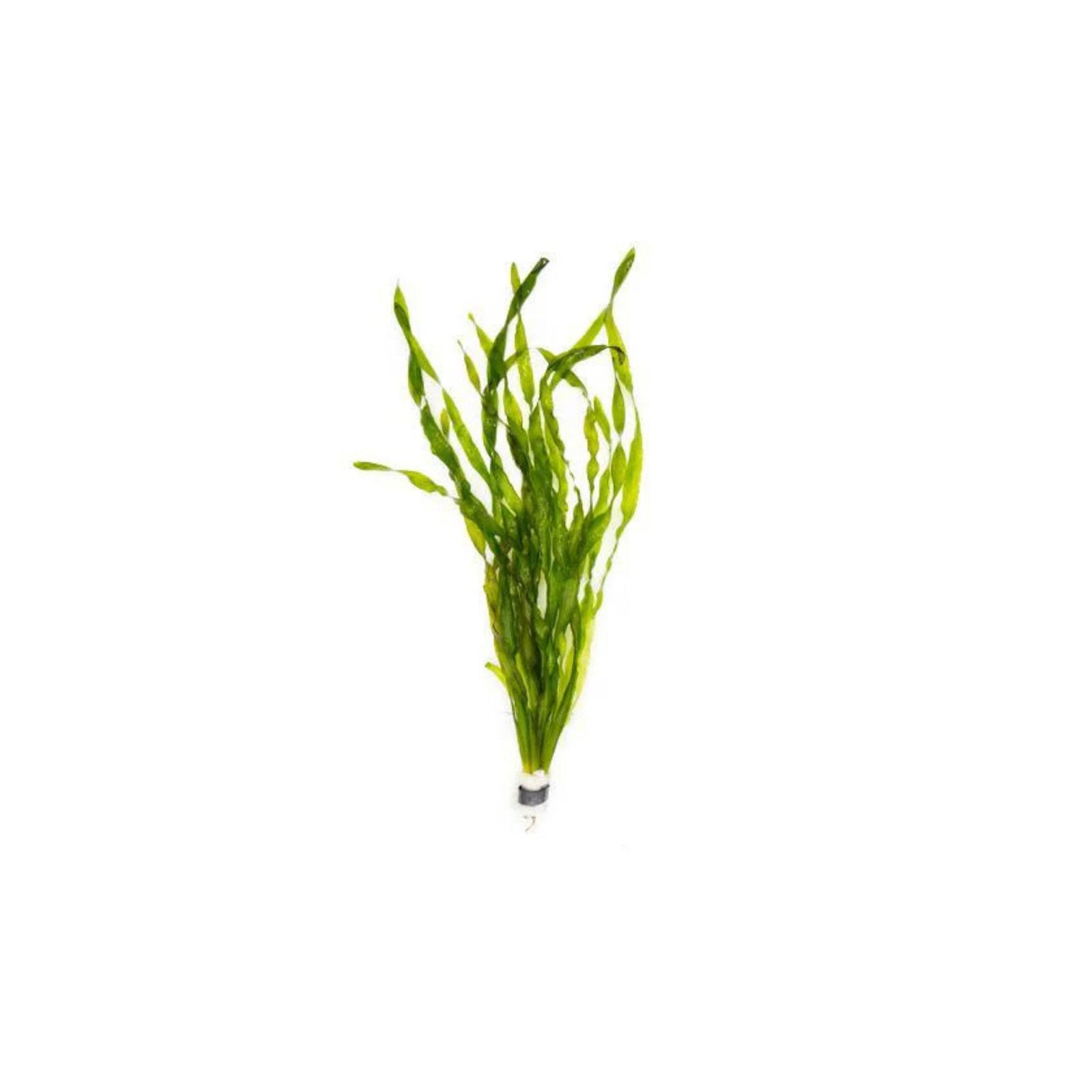 Jungle Vallisneria Americana