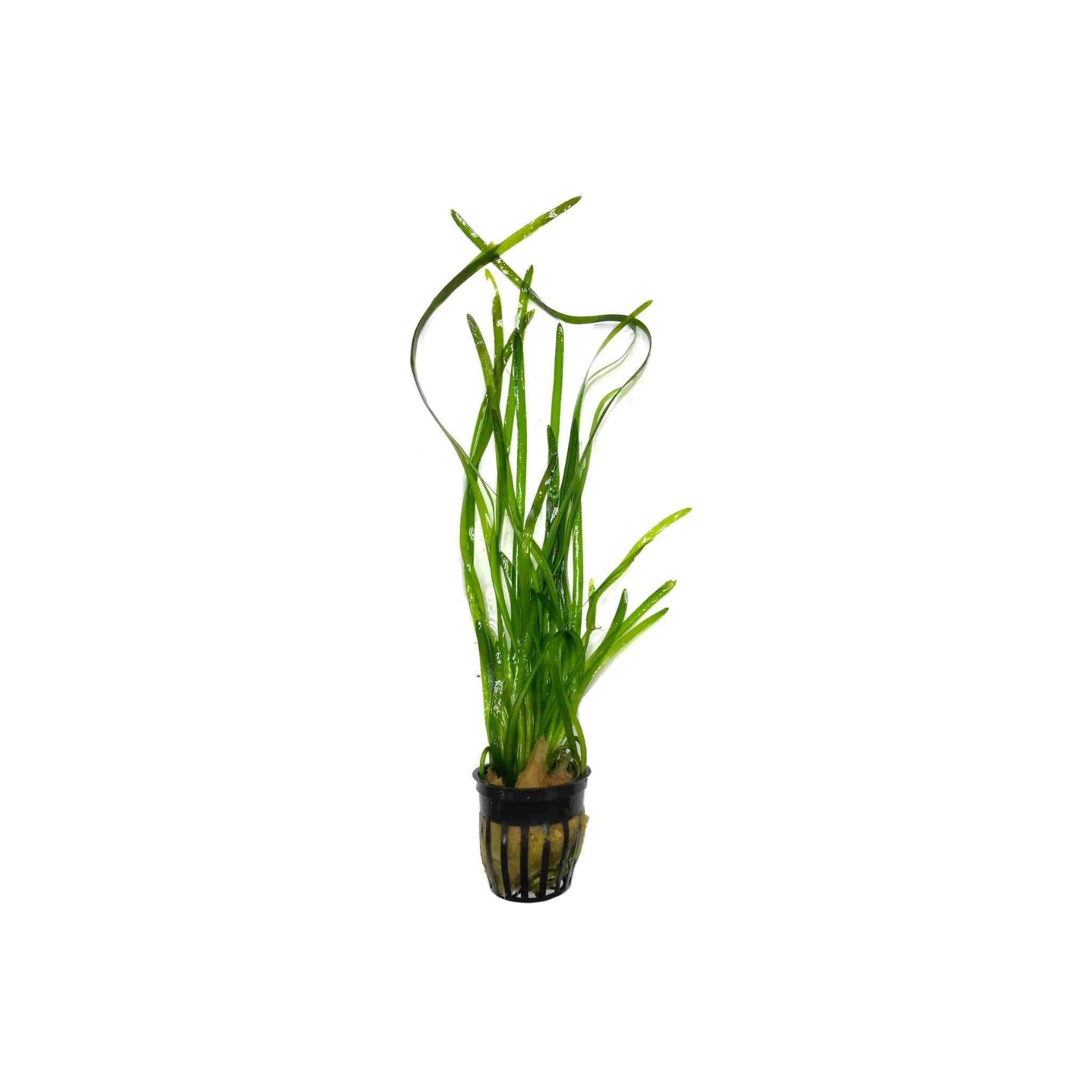 Jungle Vallisneria Americana