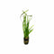 Jungle Vallisneria Americana