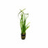 Jungle Vallisneria Americana