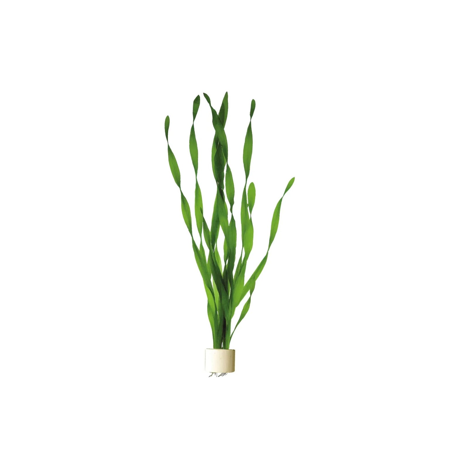 Jungle Vallisneria Asiatica Contortion Bunch