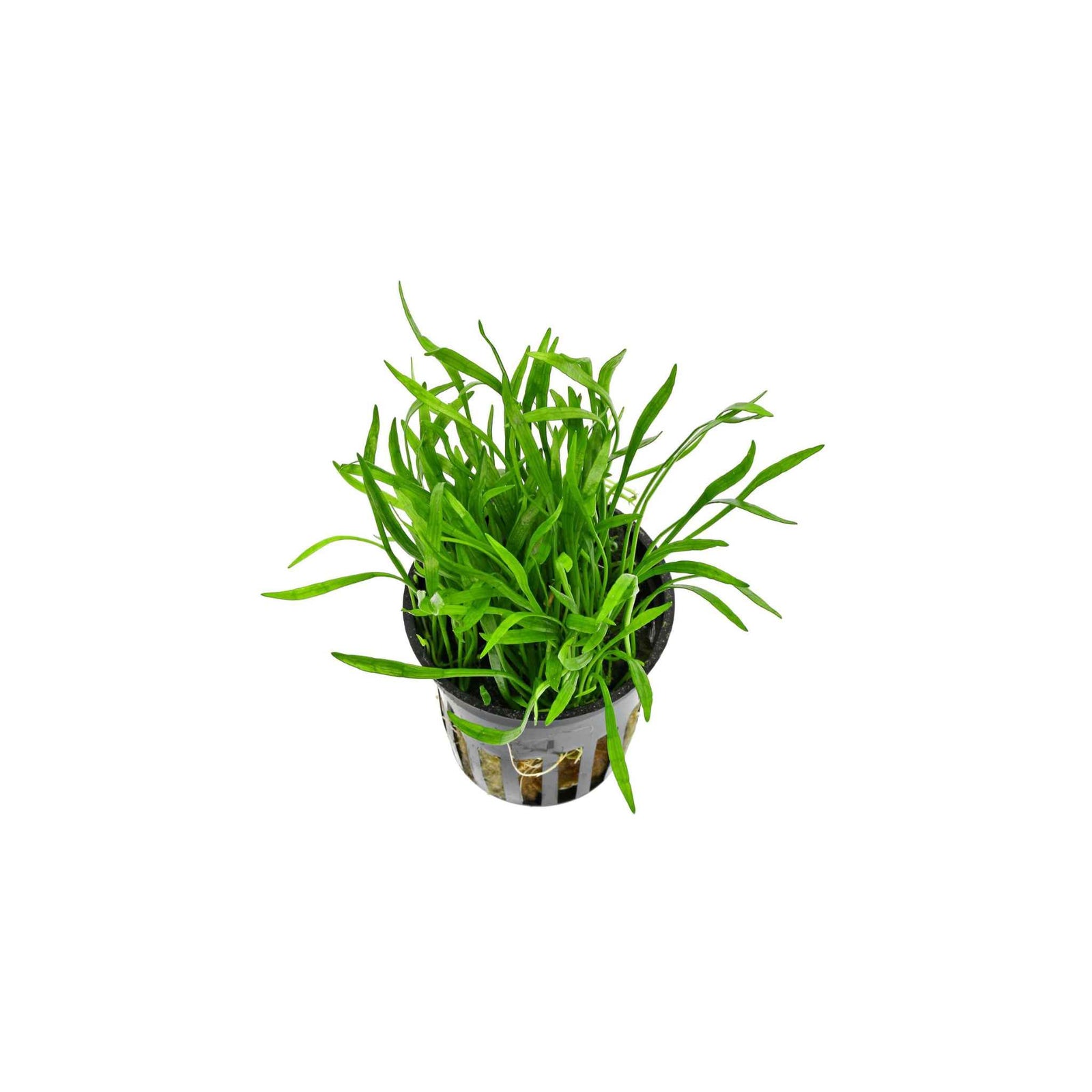 Lilaeopsi Braslilensis