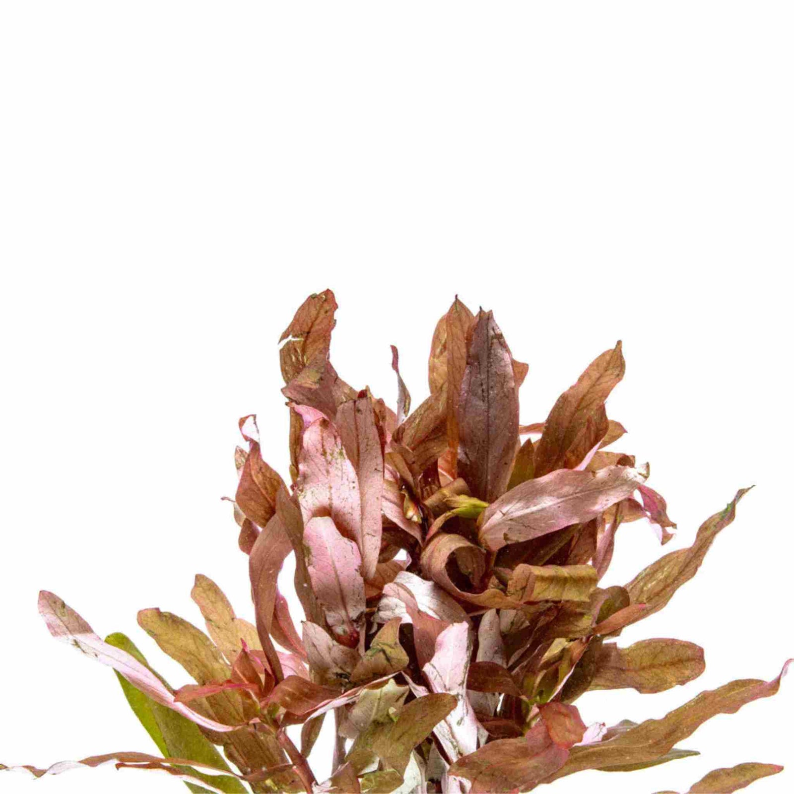 Ammania Senegalensis