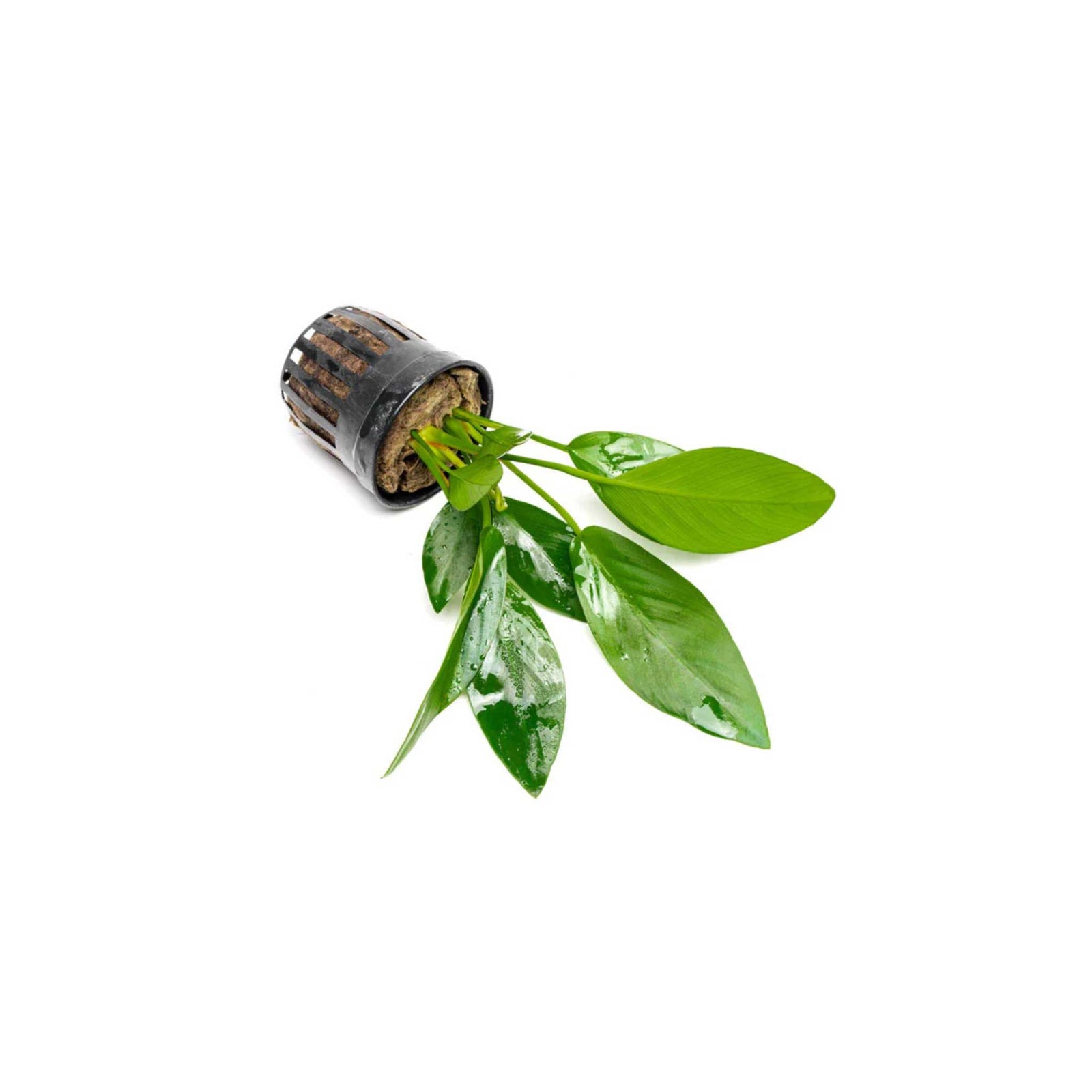 Anubias Hastifolia Bare Root