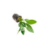 Anubias Hastifolia Bare Root