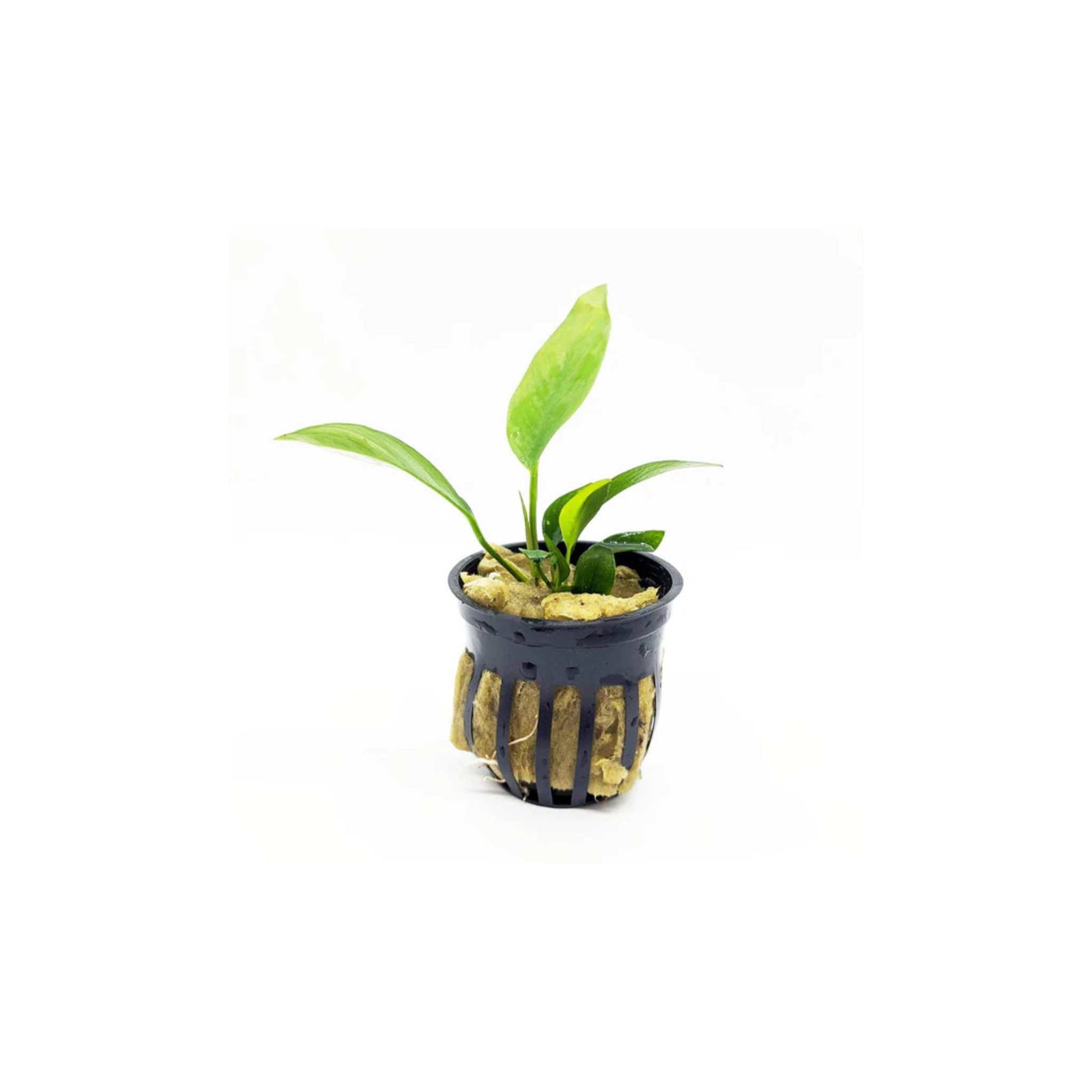 Anubias Nangi Bare Root