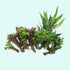Live Aquarium Plants Bundle, beginner pack, USA plants.