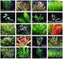 Live Aquarium Plants Bundle, beginner set, Canton, TX.