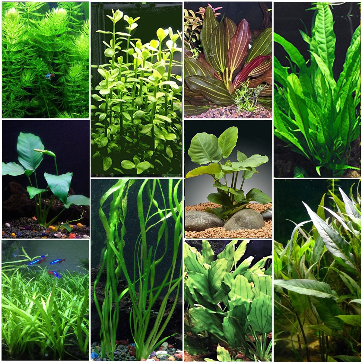 Live Aquarium Plants Bundle, easy aquarium, Texas decor.