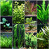 Live Aquarium Plants Bundle, easy aquarium, Texas decor.