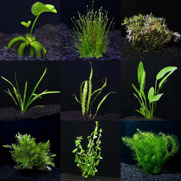 Live Aquarium Plants Bundle, easy starter set, Texas shop.