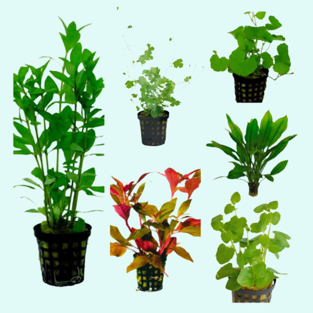 Live Aquarium Plants Bundle, starter set, Canton sale.