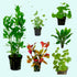 Live Aquarium Plants Bundle, starter set, Canton sale.