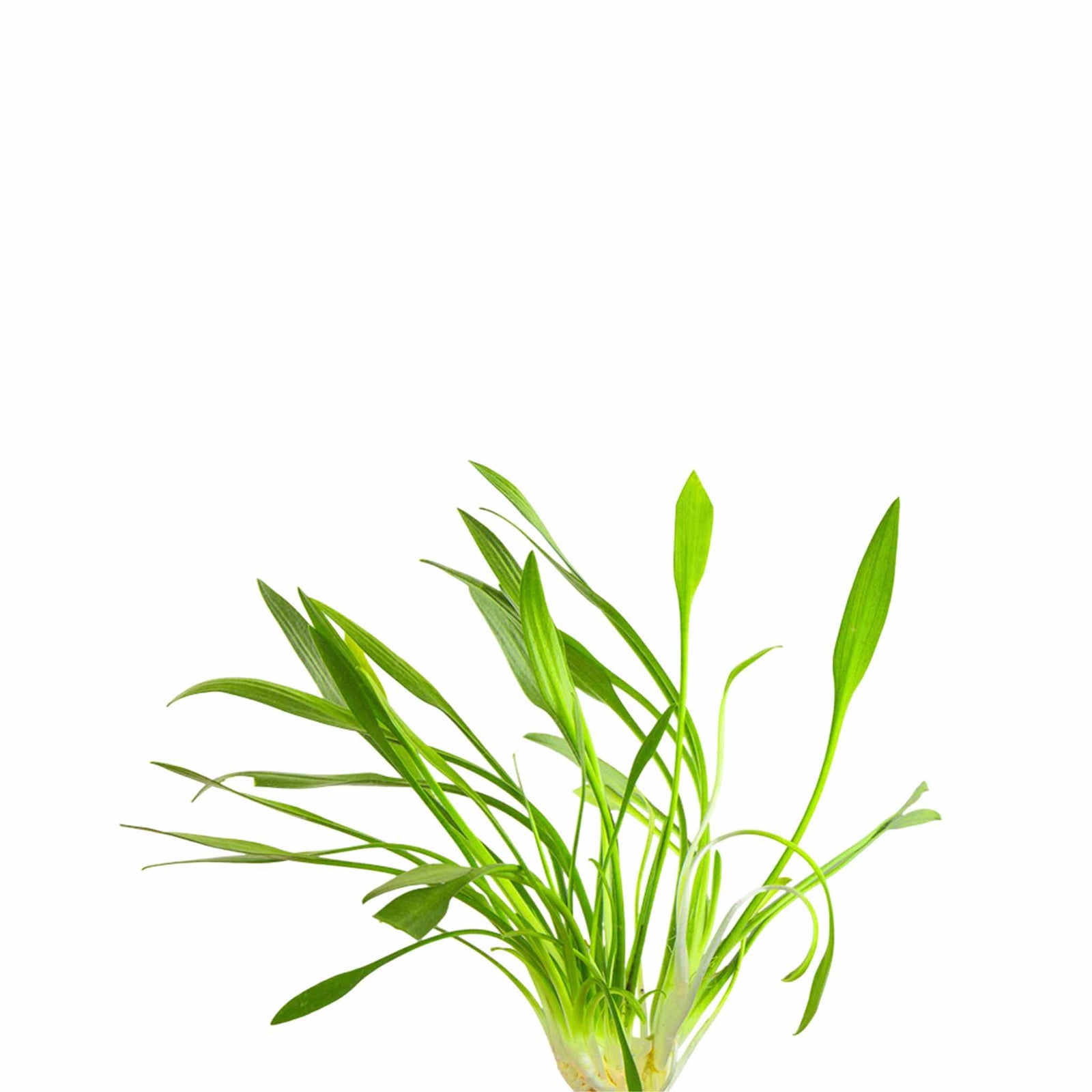 Live Cryptocoryne Parva for aquascaping USA