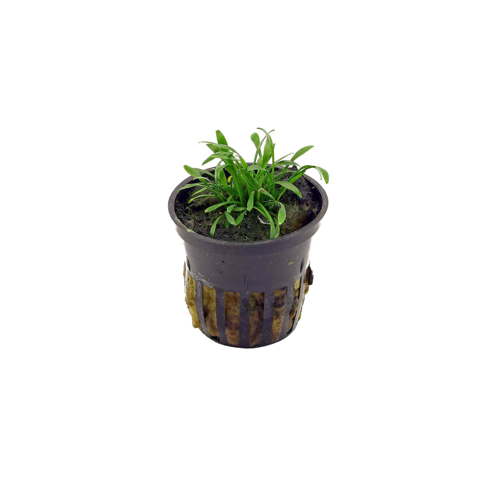 Cryptocoryne Parva