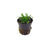Live Cryptocoryne Parva from USA for planted tanks