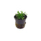 Cryptocoryne Parva
