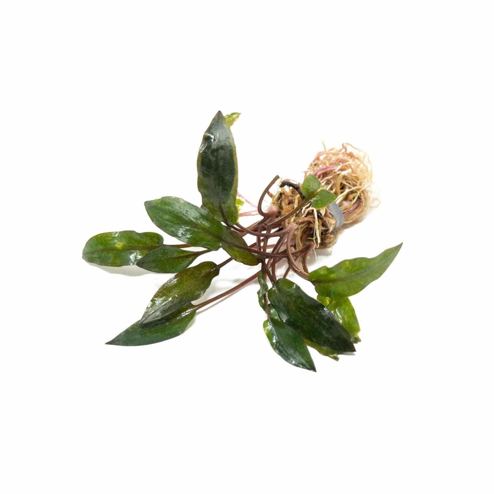Live Cryptocoryne Wendtii Red plant for sale USA