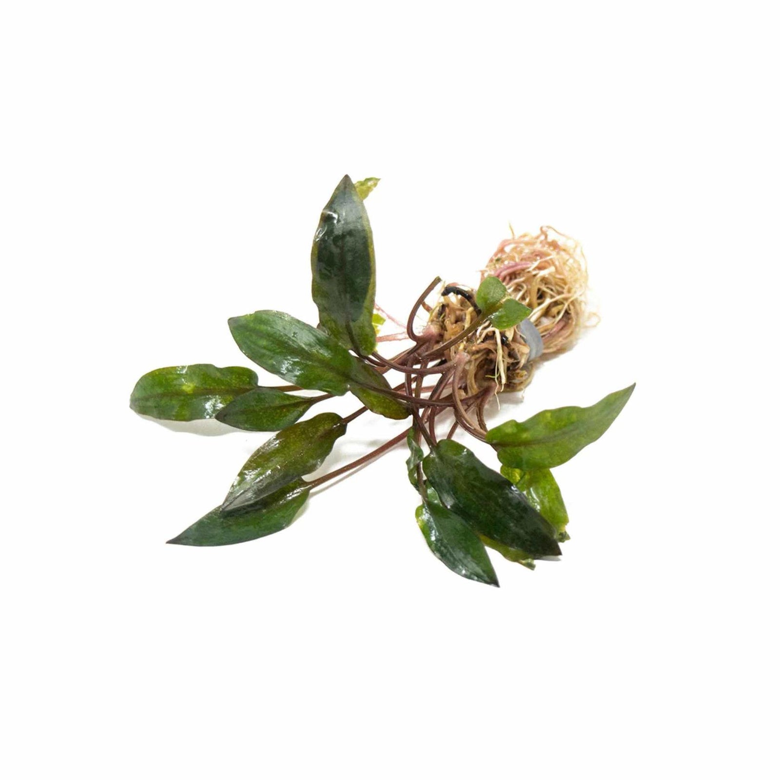 Live Cryptocoryne Wendtii Red plant for sale USA