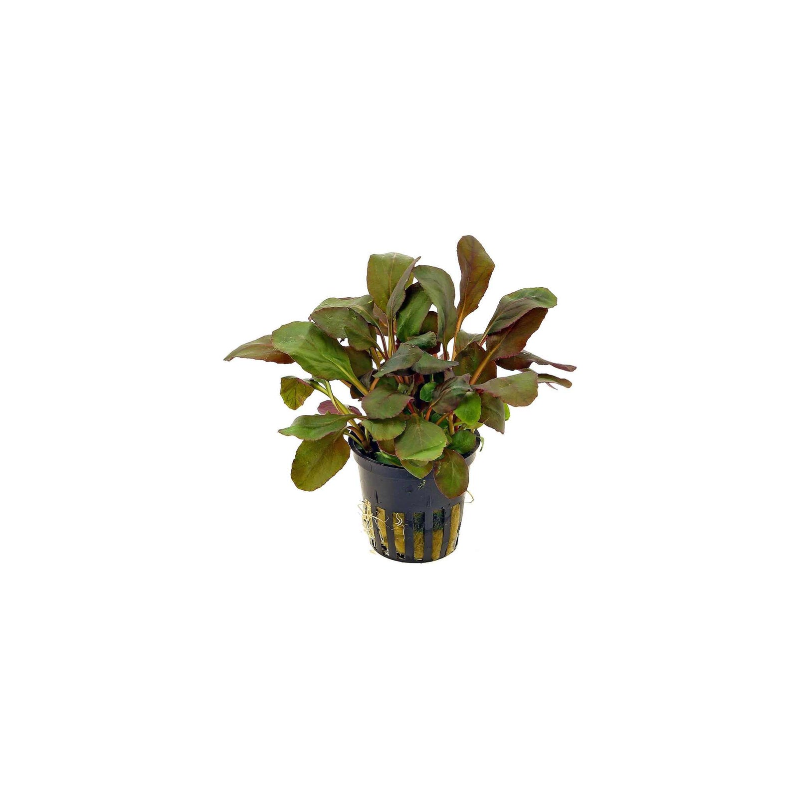 Dwarf Cardinal Plant (Lobelia Cardinalis)
